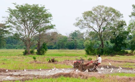 Photo for A man with a motor plow in a rice field, Sri Lanka - Royalty Free Image