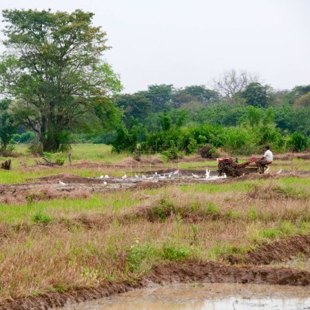 Photo for A man with a motor plow in a rice field, Sri Lanka - Royalty Free Image