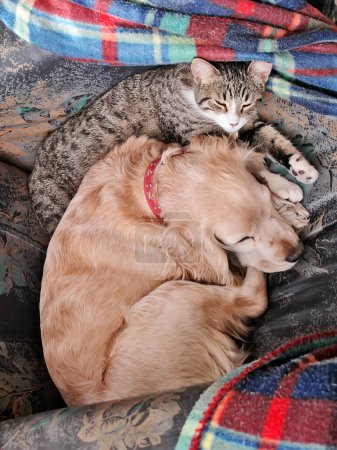 Téléchargez les photos : Chat et chien dormant sur le canapé à la maison - en image libre de droit