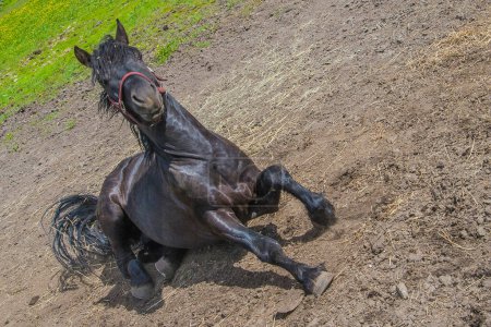 Foto de Hermoso caballo en el campo - Imagen libre de derechos