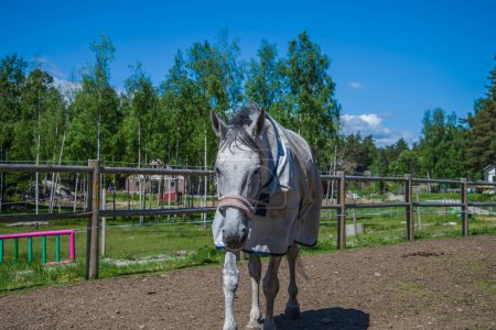 Photo for Horse, equus ferus caballus on nature background - Royalty Free Image
