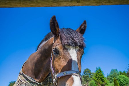 Photo for Horse, equus ferus caballus, close-up - Royalty Free Image