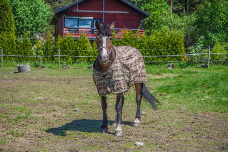 Téléchargez les photos : Cheval, equus ferus caballus sur fond de nature - en image libre de droit