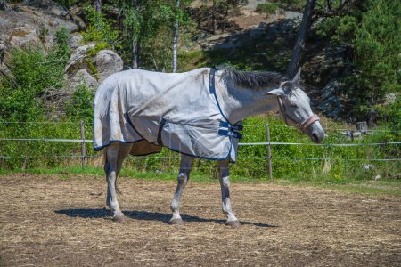 Foto de Caballo, Equus ferus caballus - Imagen libre de derechos