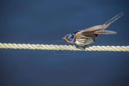 Photo for Barn swallow (hirundo rustica) - Royalty Free Image