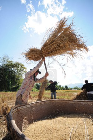 Téléchargez les photos : La vie paysanne dans le nord de la Thaïlande - en image libre de droit