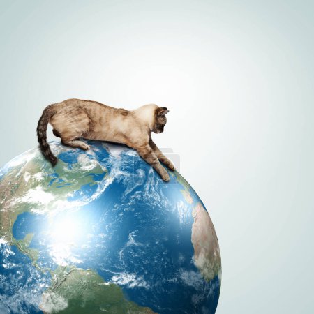Téléchargez les photos : Chat siamois jouant avec le globe - en image libre de droit