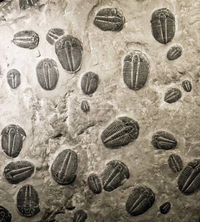 Foto de Fósiles de trilobites antiguos, de cerca - Imagen libre de derechos