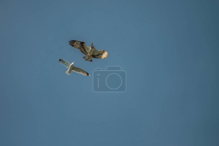 Photo for Beautiful day in a boat at five sea, flying osprey - Royalty Free Image