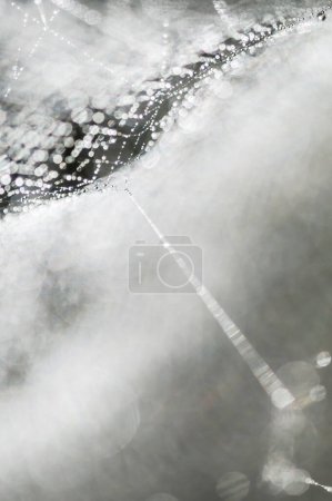 Photo for Dew drops on spiderweb - Royalty Free Image