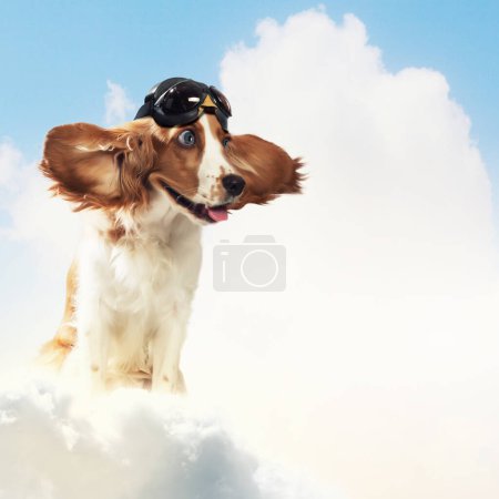 Foto de Aviador de perros con un piloto de casco. - Imagen libre de derechos