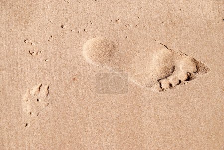 Téléchargez les photos : Empreinte au sable - en image libre de droit