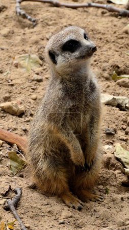 Photo for Meerkat standing on hind legs in zoo - Royalty Free Image