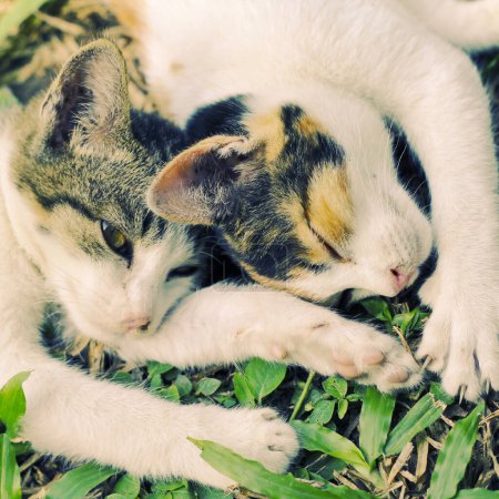 Photo for Two kitties sleeping in the garden, retro filter effect - Royalty Free Image