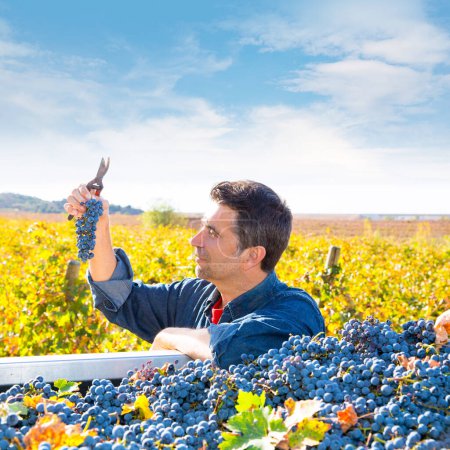 Photo for Mediterranean vineyard farmer harvest cabernet sauvignon - Royalty Free Image