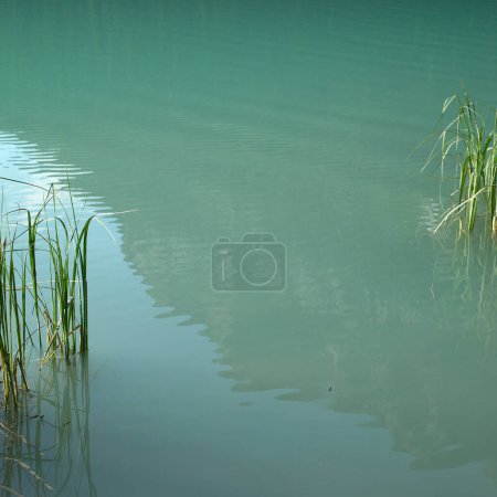Téléchargez les photos : Herbe verte dans le lac - en image libre de droit