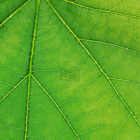Photo for Abstract creative backdrop. Green leaf texture - Royalty Free Image