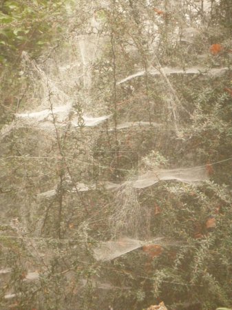 Téléchargez les photos : Les toiles d'araignée dans la forêt - en image libre de droit