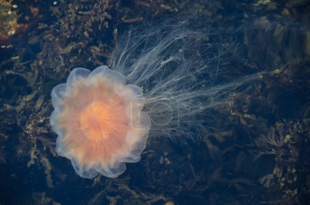 Téléchargez les photos : Méduses aquatiques flottant dans l'eau de mer - en image libre de droit