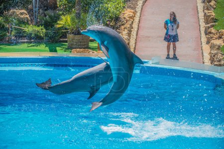 Foto de Saltos acrobáticos, espectáculo de delfines - Imagen libre de derechos
