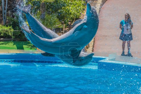 Foto de Saltos acrobáticos, espectáculo de delfines - Imagen libre de derechos