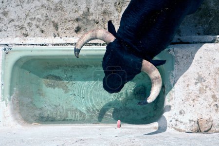 Téléchargez les photos : Brave taureau eau potable dans un abreuvoir dans une écurie, Espagne - en image libre de droit