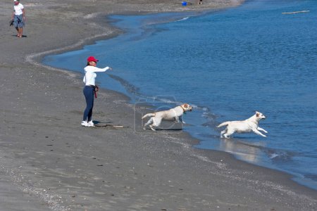 Téléchargez les photos : Femme jouant avec des chiens sur la plage, Espagne - en image libre de droit