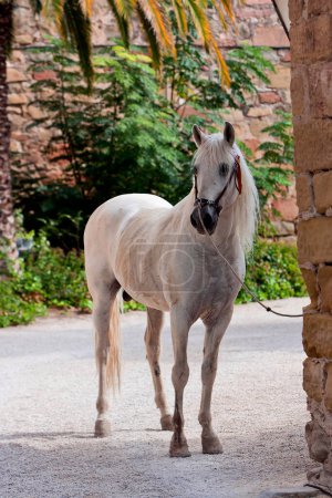 Photo for Spanish purebred horse posing, andalucia, Spain - Royalty Free Image