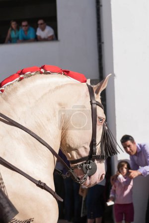 Foto de Patio de caballos de la plaza de toros en Pozoblanco, un hombre le enseña a su hijo un caballo de servicios como antes de comenzar las carreras, Pozoblanco, provincia de Coroba, Andalucía, España - Imagen libre de derechos