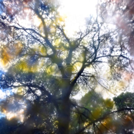 Foto de Pintura manchada vista del bosque - Imagen libre de derechos