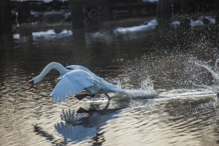 Photo for Beautiful elegant Swan on calm lake - Royalty Free Image