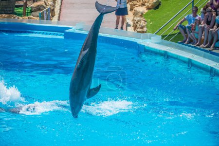 Foto de Delfín volador en el delfinario - Imagen libre de derechos