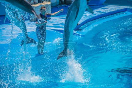 Photo for Flying dolphins in dolphinarium - Royalty Free Image