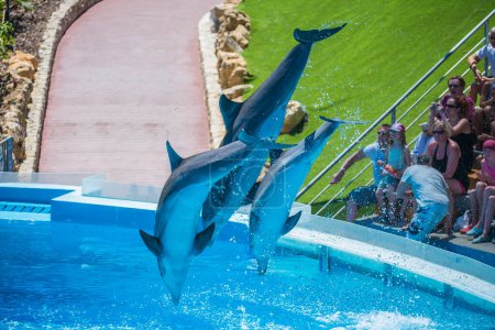 Foto de Delfines voladores en el delfinario - Imagen libre de derechos