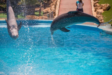 Foto de Delfines voladores en el delfinario - Imagen libre de derechos