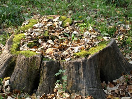 Photo for Beautiful and scenic view of moss on a stump in the woods - Royalty Free Image