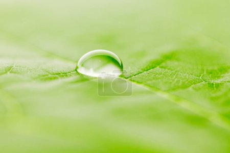 Photo for Water drop on leaf - Royalty Free Image