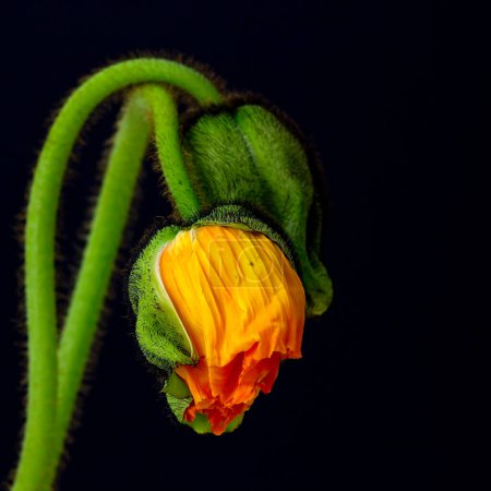 Photo for Two buds of poppy. Beautiful floral background - Royalty Free Image