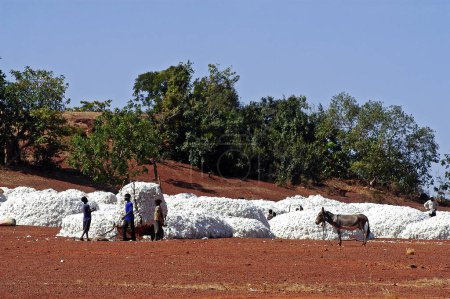 Photo for The cotton harvest by children in Burkina Faso - Royalty Free Image