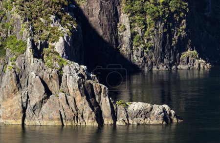 Photo for Fjord of Milford Sound in New Zealand - Royalty Free Image