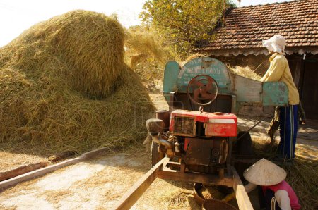 Photo for Farmer harvesting paddy grain by threshing machine - Royalty Free Image