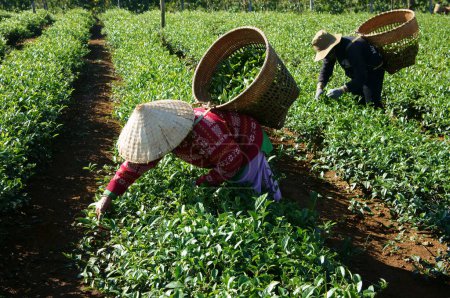 Photo for Tea picker pick tea leaf on agricultural plantation - Royalty Free Image