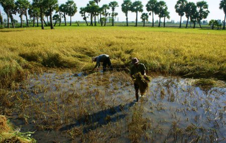 Téléchargez les photos : Les agriculteurs récoltent le riz sur la rizière - en image libre de droit