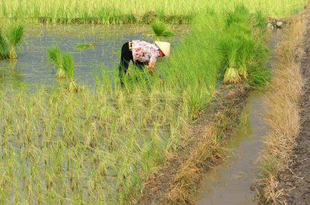 Foto de Agricultor que trabaja en el campo de arroz - Imagen libre de derechos