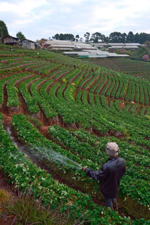Téléchargez les photos : Travailleur de service dans une ferme de fraises à Doi angkhang, Chiangmai - en image libre de droit