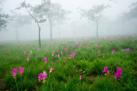 Photo for Siam Tulip Field in misty morning - Royalty Free Image