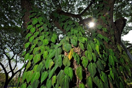 Téléchargez les photos : Feuilles vertes sur grand arbre dans le parc Suan lumpini, Bangkok, Thaïlande. - en image libre de droit