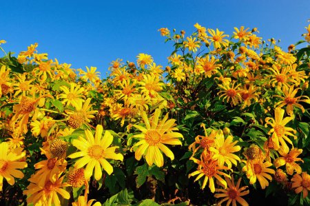 Photo for Tung Bua Tong Mexican sunflower under blue sky in Maehongson - Royalty Free Image