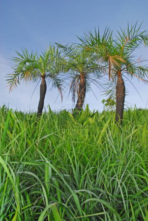 Photo for Sago palm trees in nature - Royalty Free Image