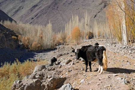 Photo for Yak in the valley of Ladakh, India - Royalty Free Image